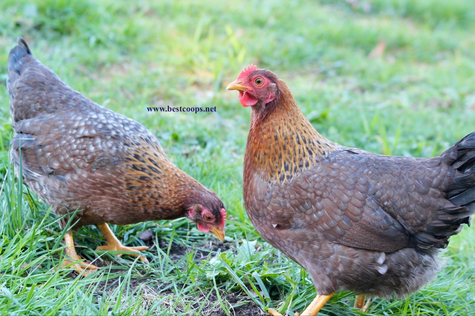 12+ Fertile Bantam Bielefelder Chicken Hatching Eggs