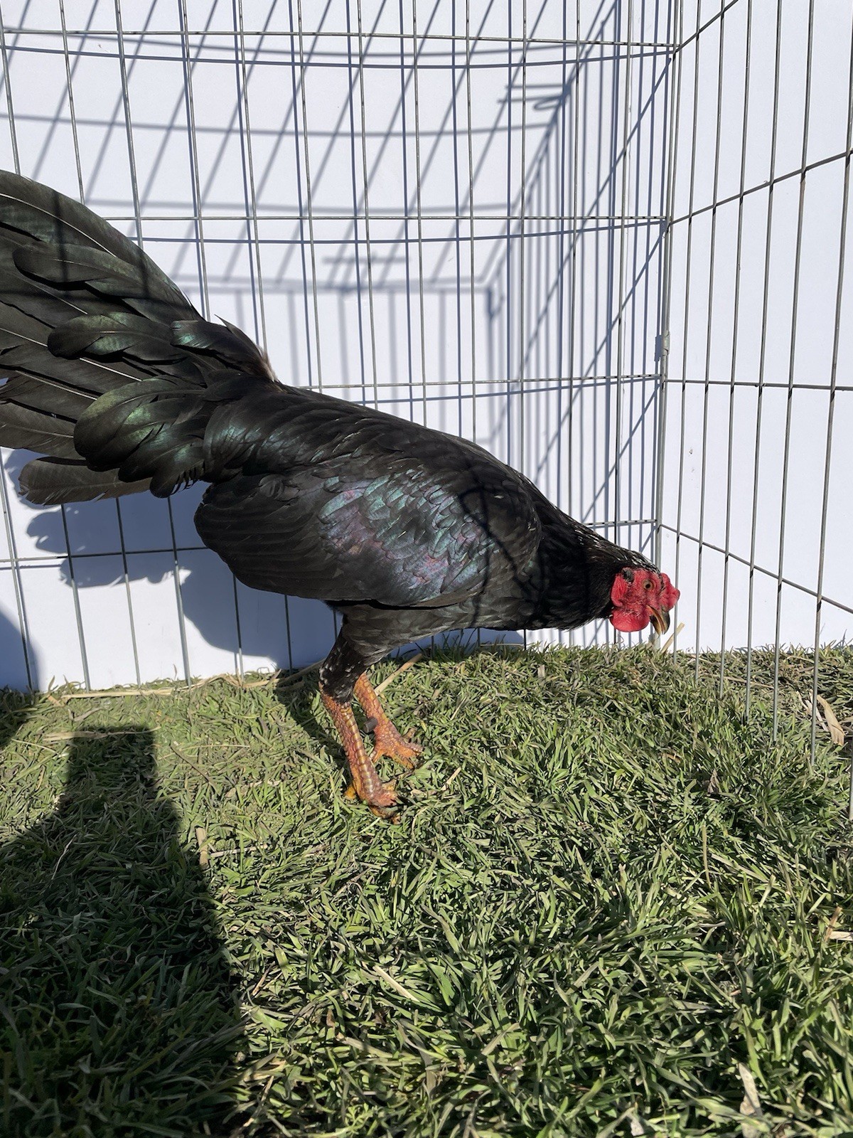 DoubleHFarm|| Fertilized 12 Hatching Eggs