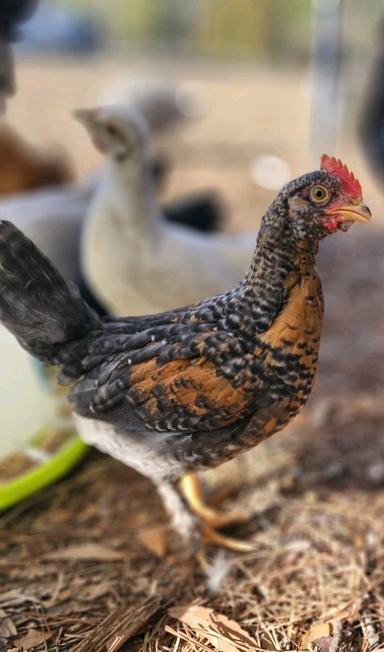 12+ bantam/easter egger cross, possible purebreeds!!