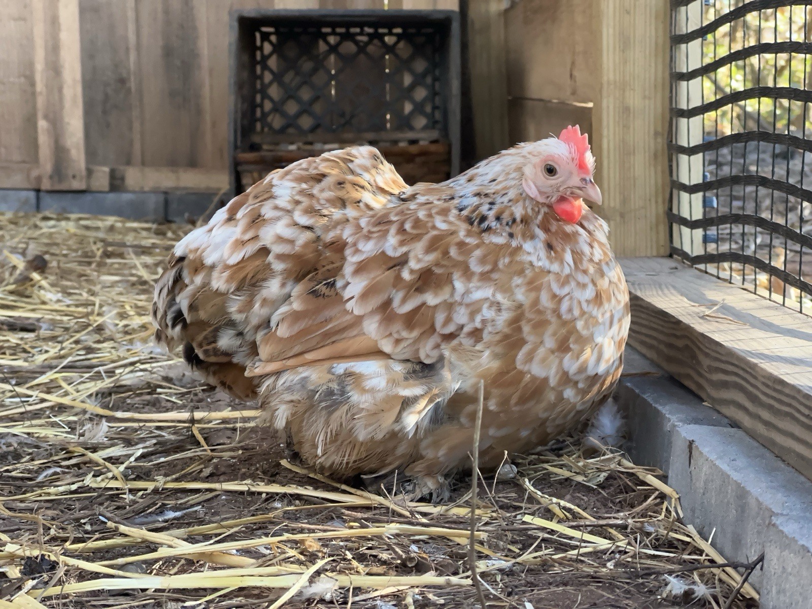 8 Mille Fleur Calico/Mottled Bantam Cochin Hatching Eggs | NPIP Certified