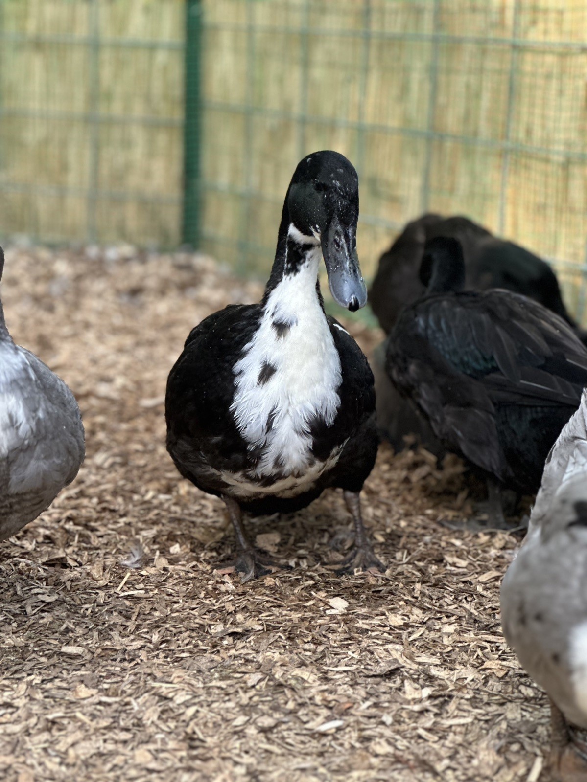 4 BLACK SWEDISH DUCK EGGS- WILL SHIP SAME DAY LAID