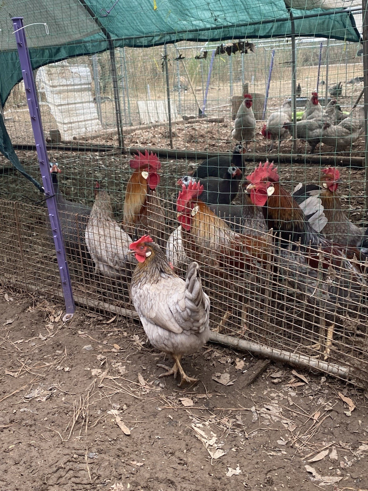 10ct Leghorn Hatching Eggs