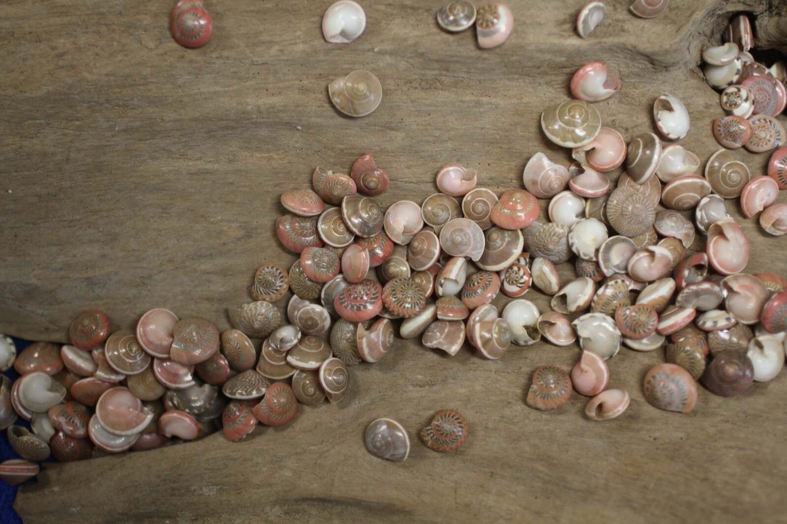 Small Pink Sea Shells For Shell Craft Projects Filler Shells Mosaics - #168