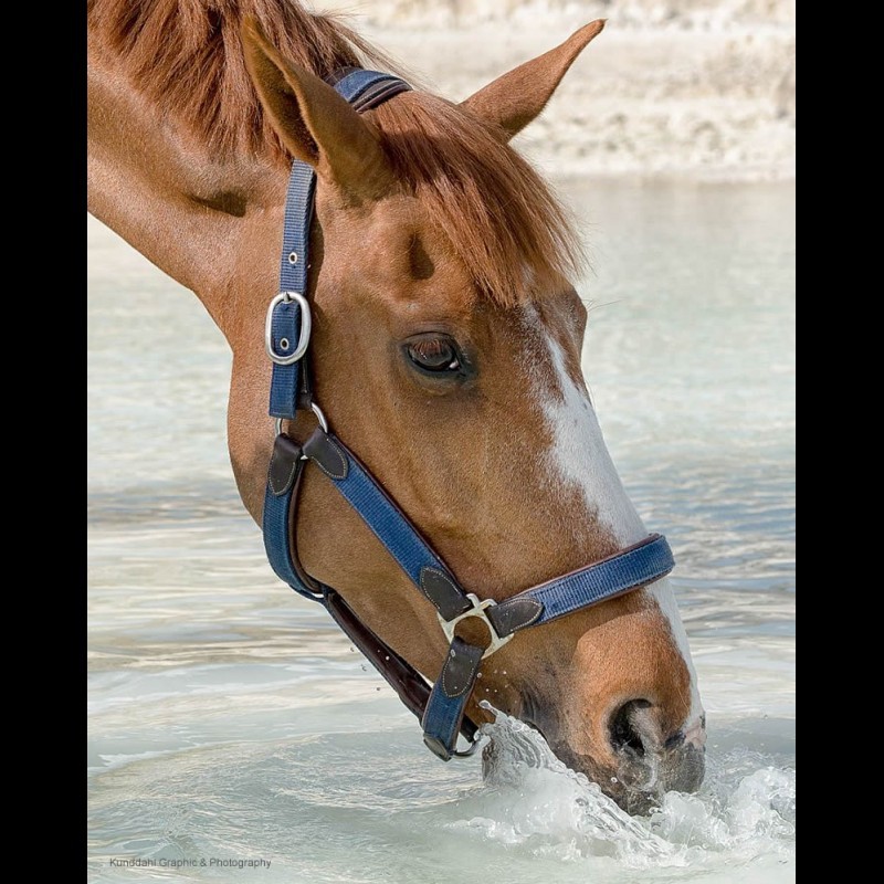 Web-Exclusive 40% Off Dion Nylon & Leather Halter