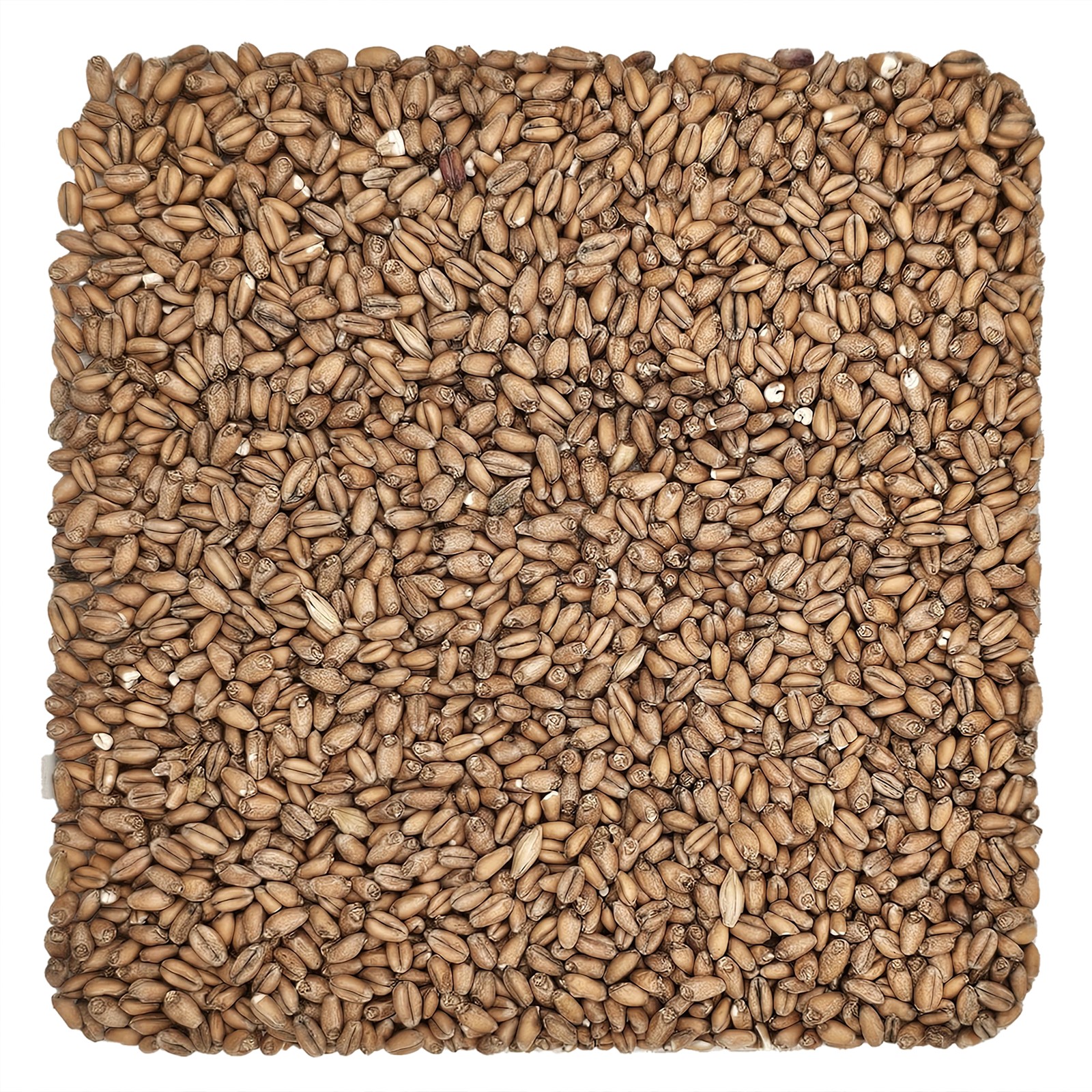 Home Brew Ohio Red Wheat Grain 5lb