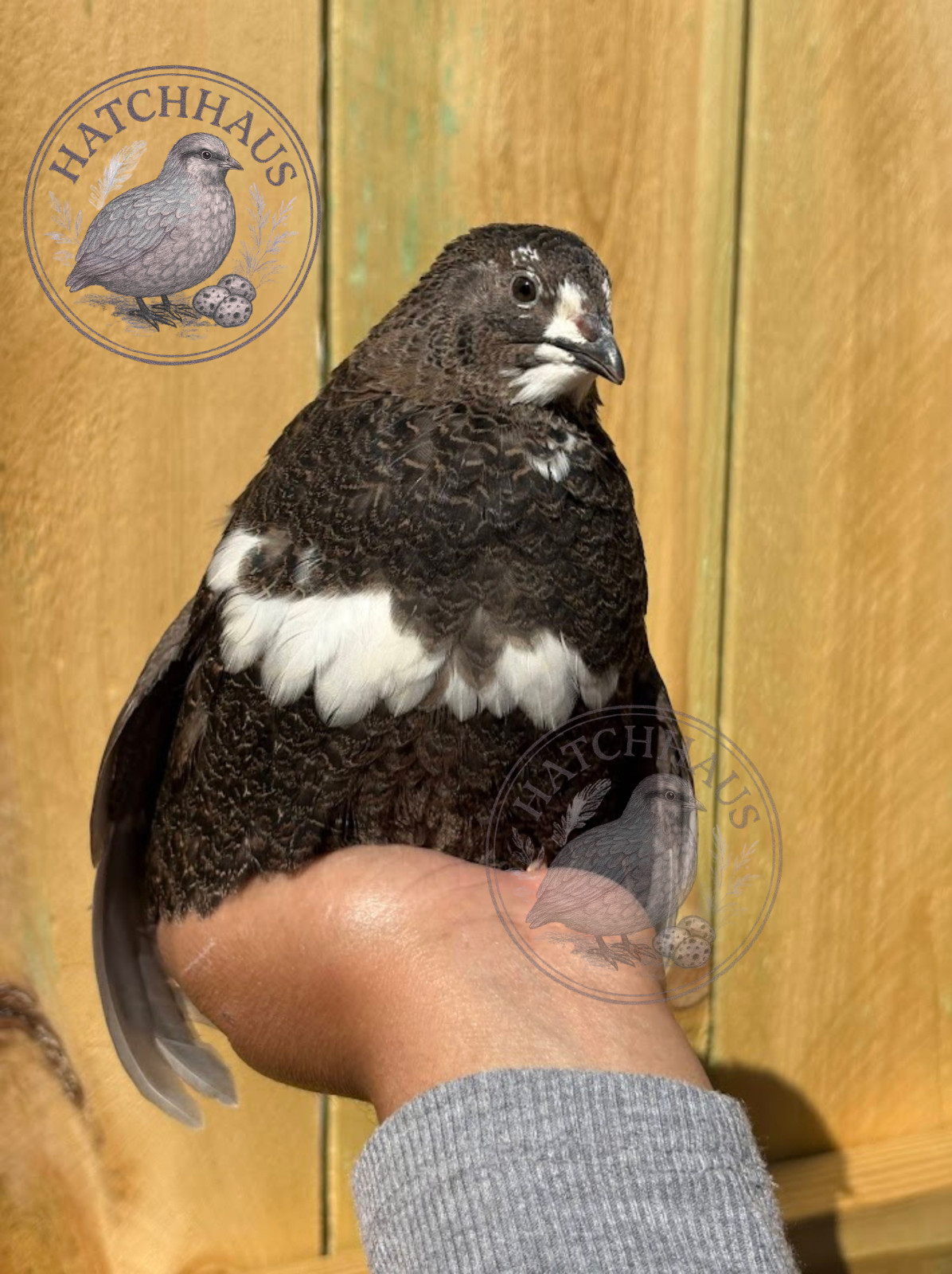 36 Assorted RARE COLORS Coturnix Quail Hatching Eggs - shipped in foam