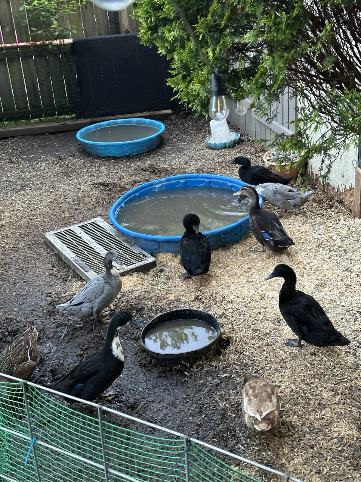 6 DUCK EGGS - WILL SHIP SAME DAY THEY ARE LAID