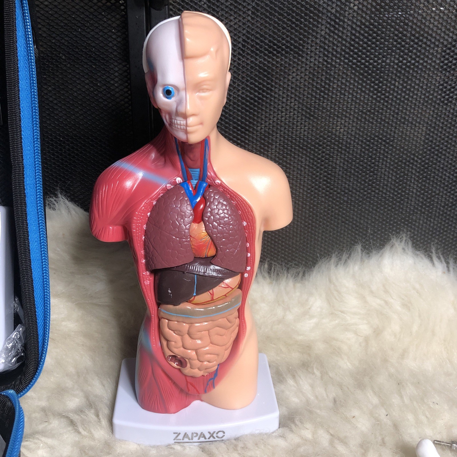 Zapaxo Science Educational Model Human Anatomy Set Torso, Heart, Skeleton, Skin