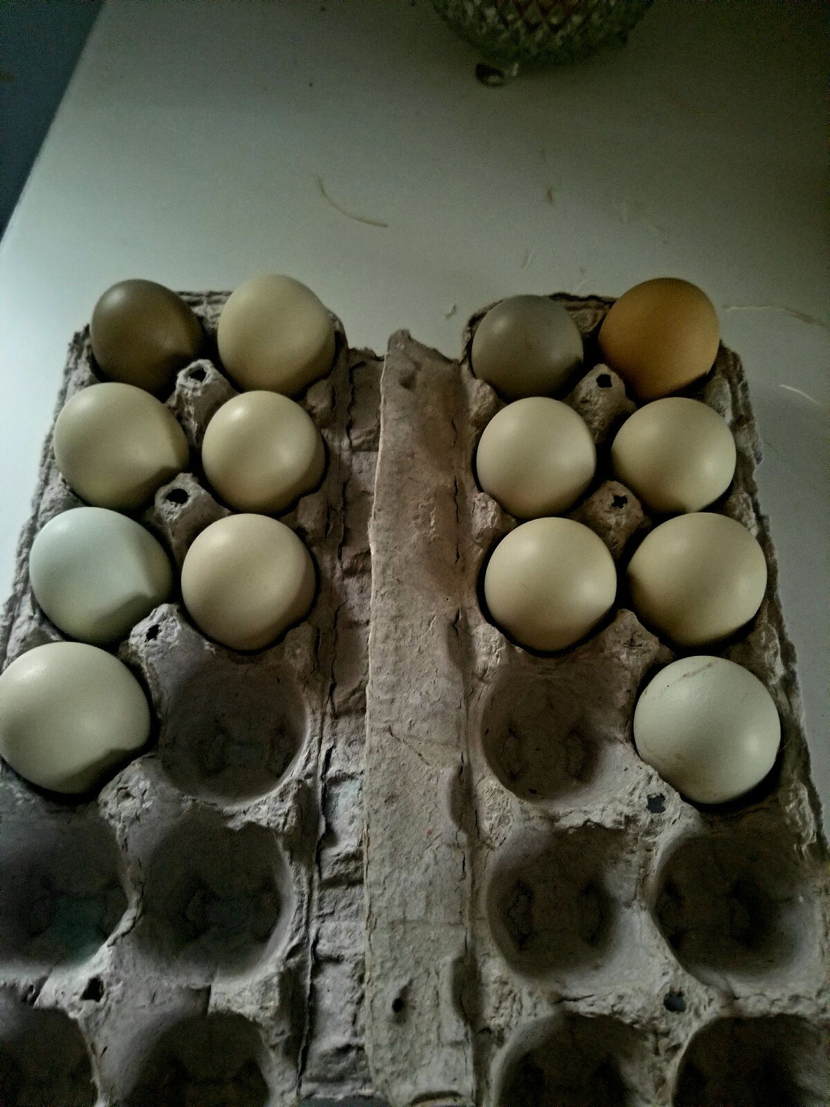 6 FIBRO EASTER / OLIVE EGGER -Fresh & Fertile Chicken Hatching Eggs