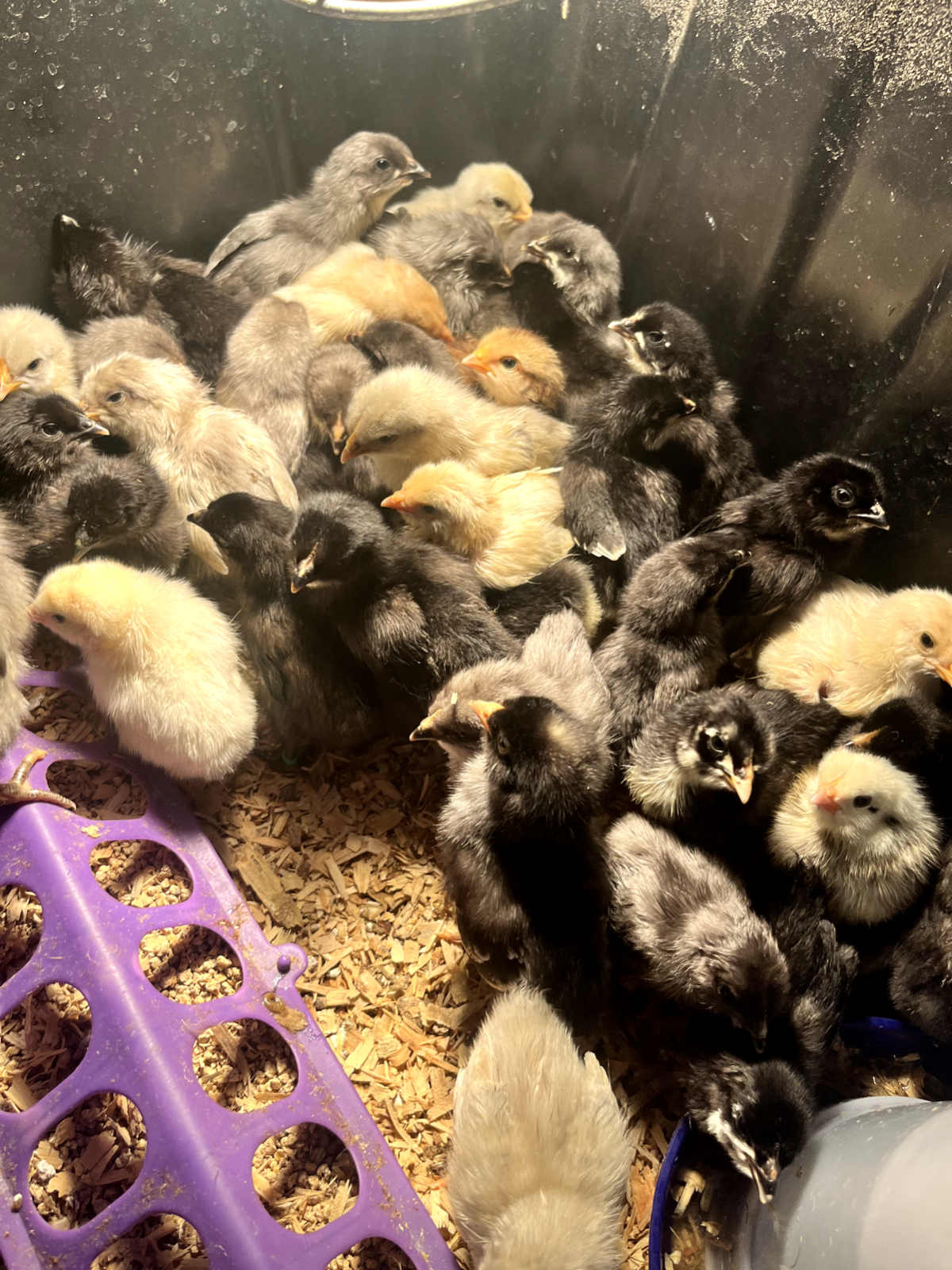 3 Fresh and Fertile Rainbow Hatching Eggs Olive Cemani Rare Colors