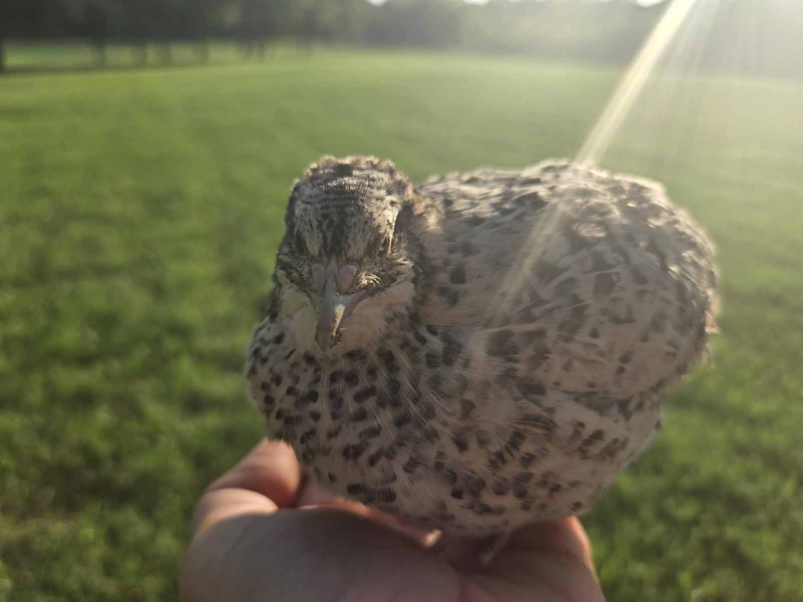 (18+ Total) 9 Celadon Blue/9 AssortedCoturnix Quail Hatching Eggs