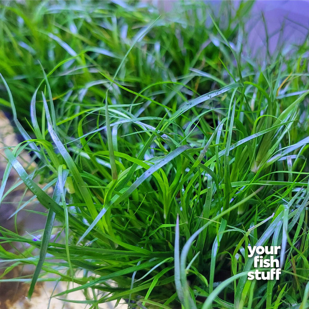 Juncus repens Live Aquarium Plants - *BUY 1 GET 1 at 50% OFF