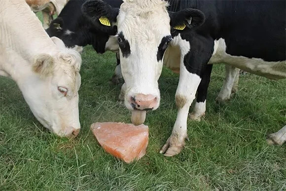 Himalayan Animal Salt Lick Block 6 lb & Rope Mineral & HYDRATION Livestock Deer