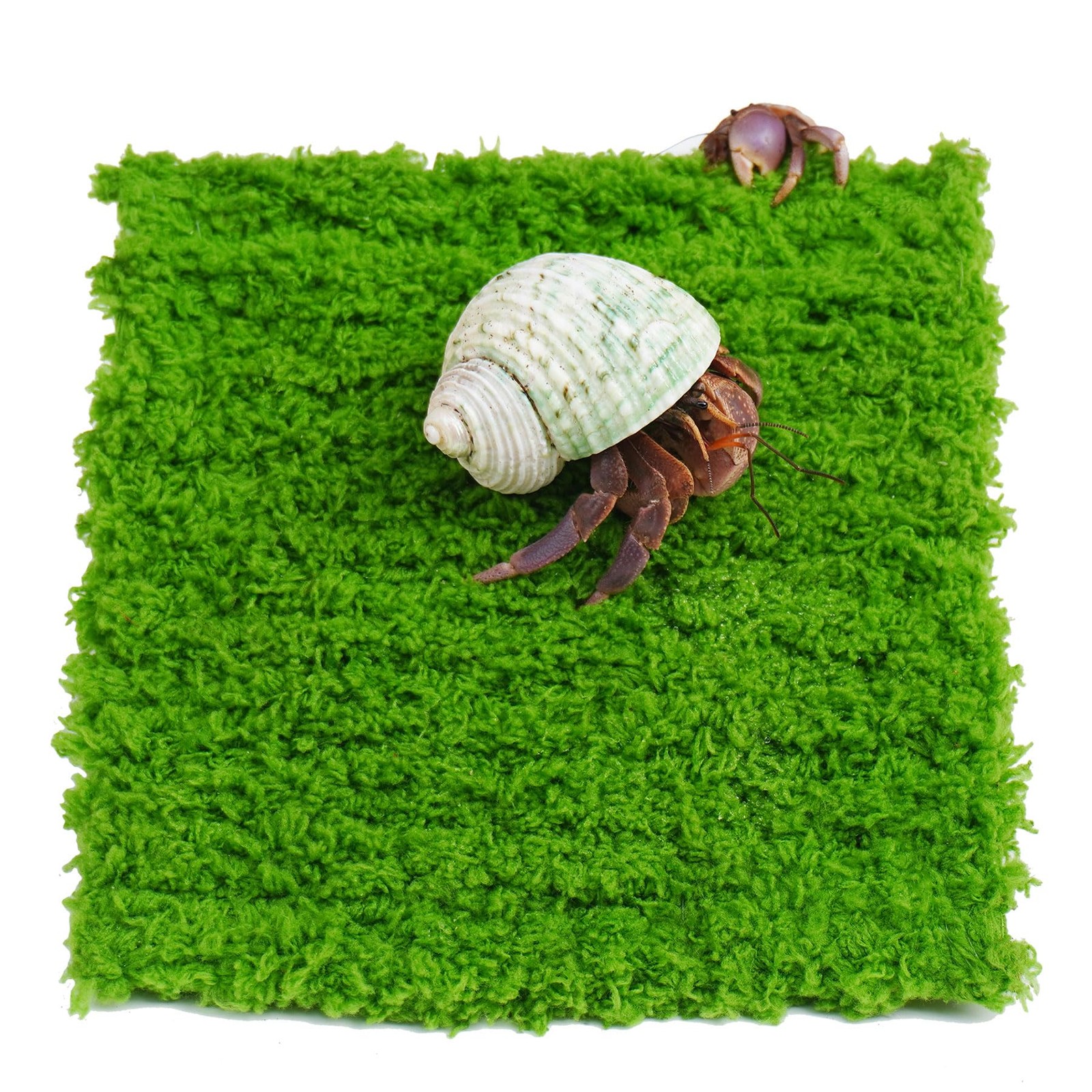 Jinymral Hermit Crab Climbing Wall, 6 Inch Adjustable 1 PCS