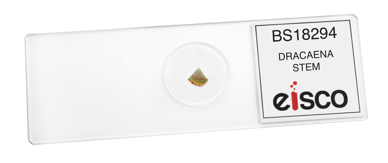 Dracaena Stem - CS - Prepared Slide - 75x25mm - Eisco Labs