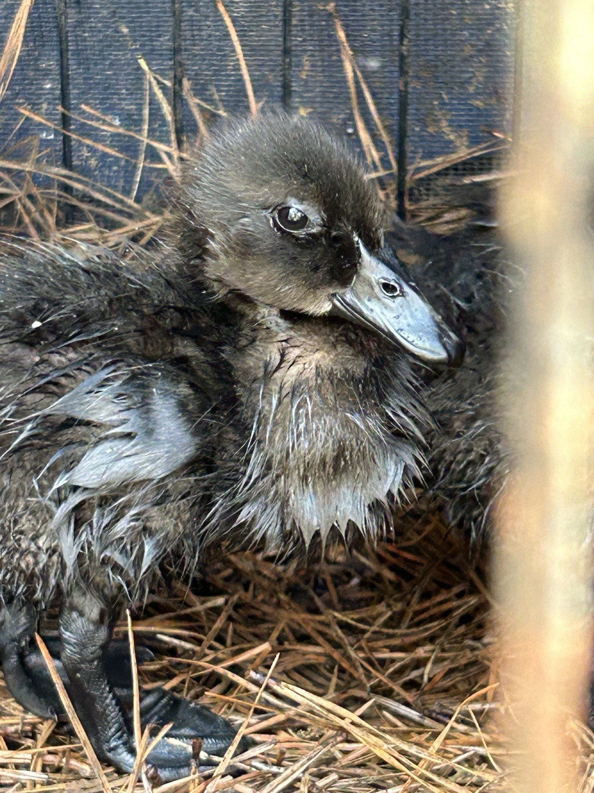 Cayuga Duck Eggs 10+2