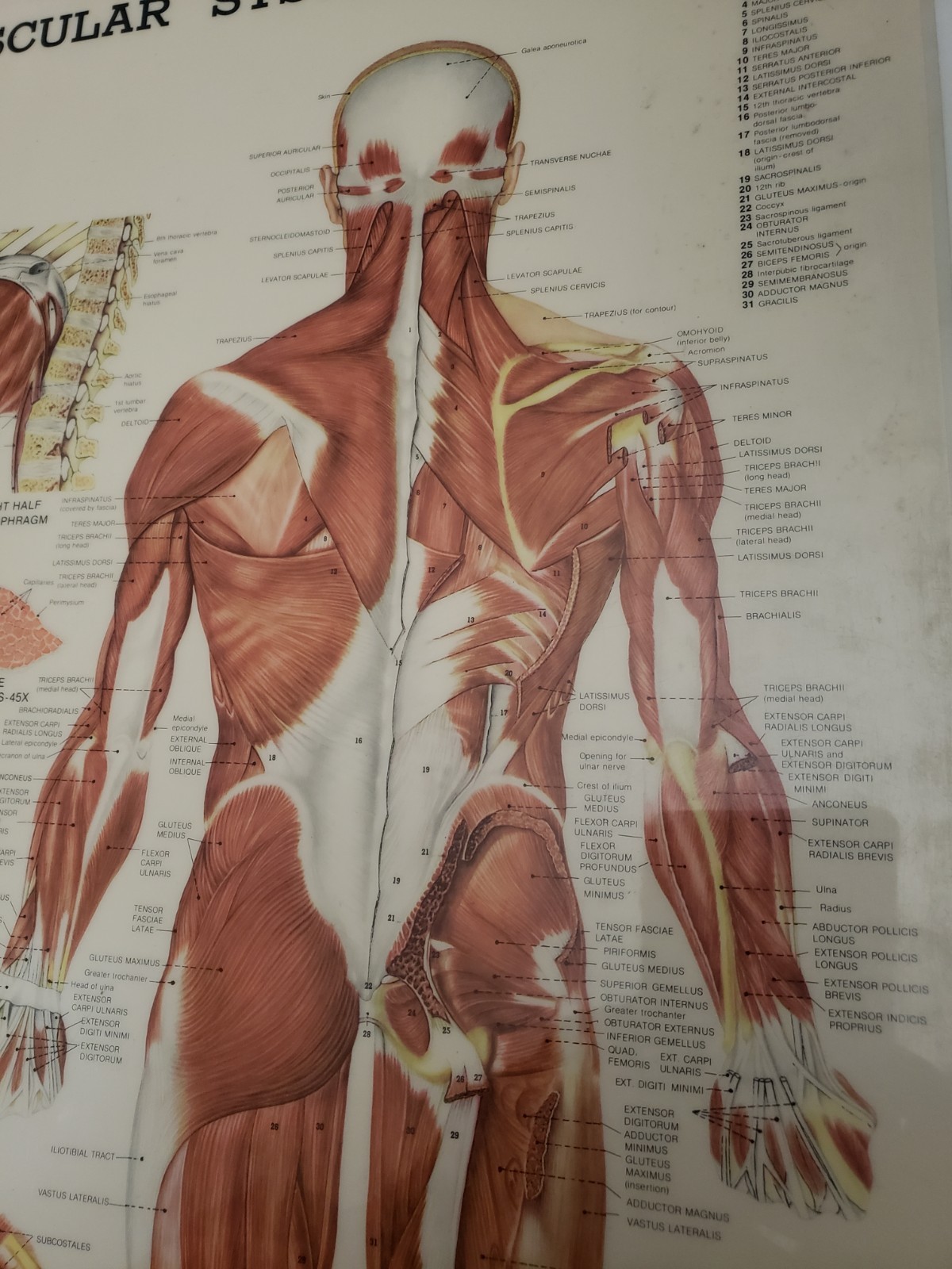 Posters Muscular System, Teeth, Head and Neck. Laminated Anatomical Charts 1981c