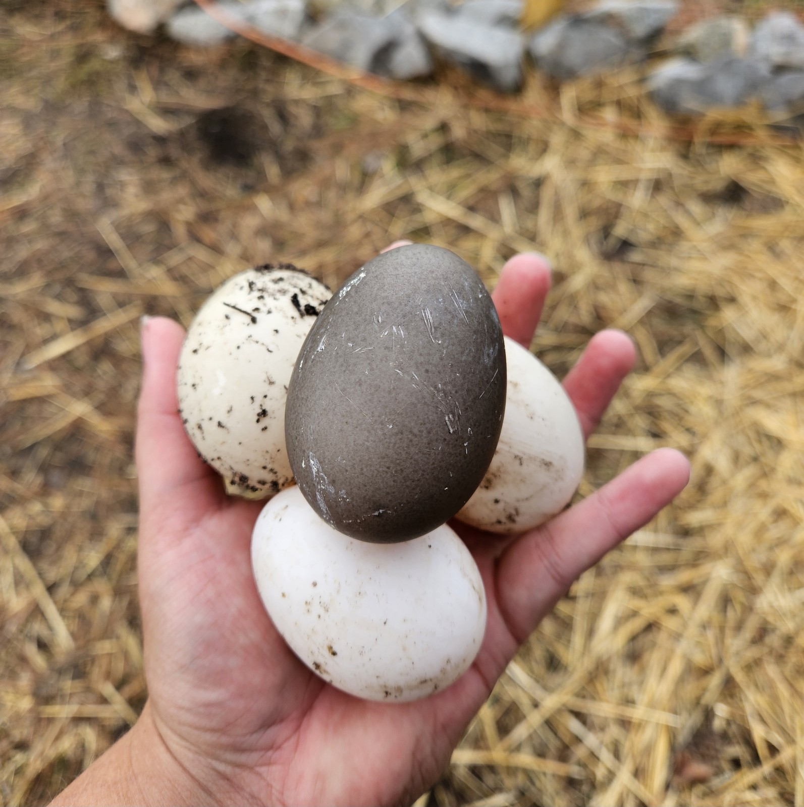 6 Cayuga Duck Hatching Eggs – NPIP – Fertile Eggs