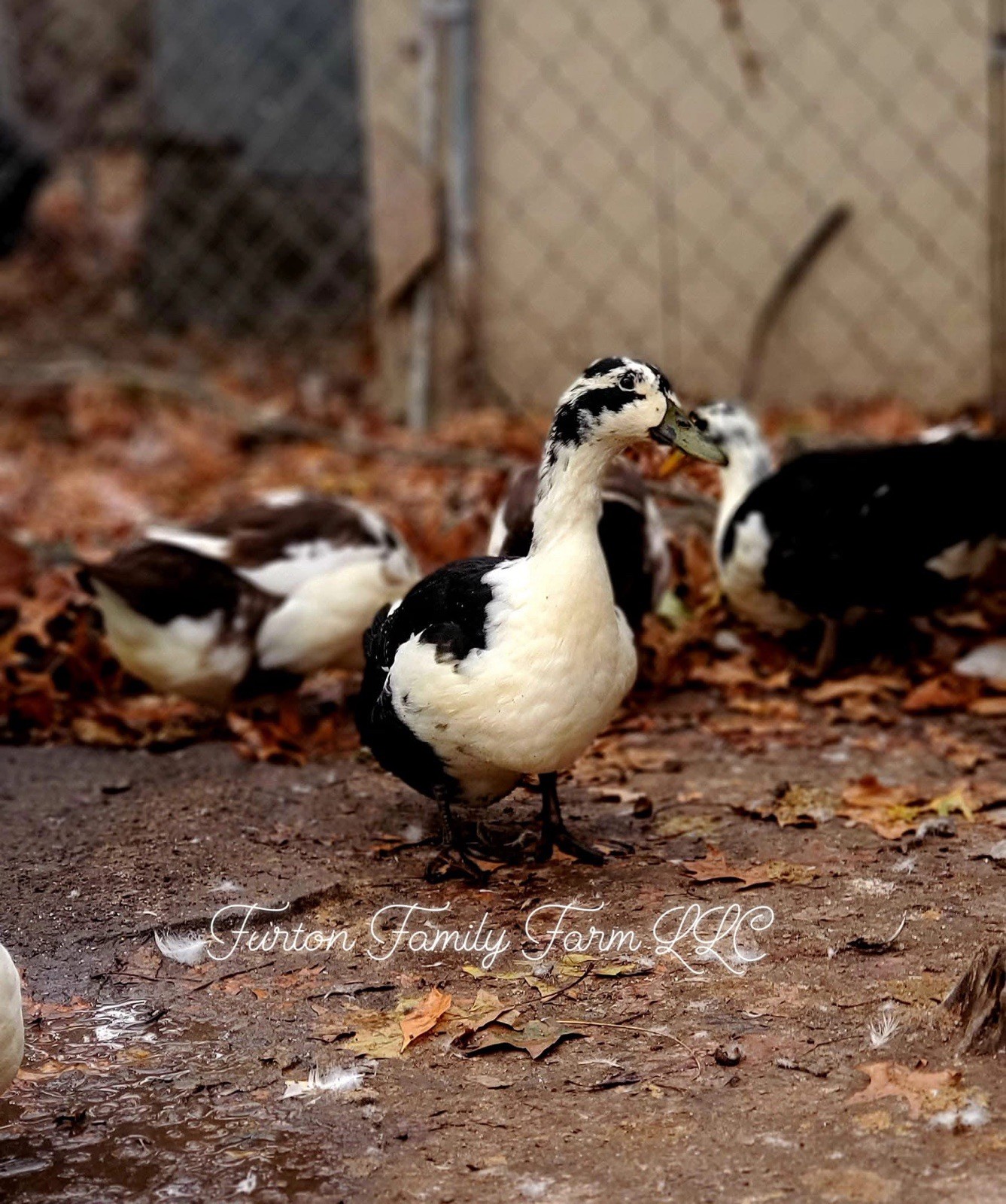 10 Crested Magpie Duck Hatching eggs *RARE*