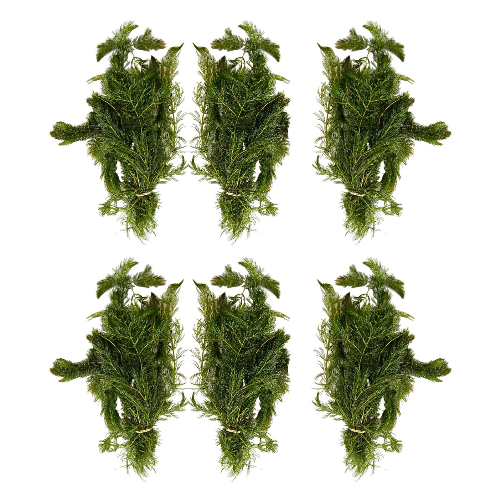 Anacharis and Hornwort Bundle