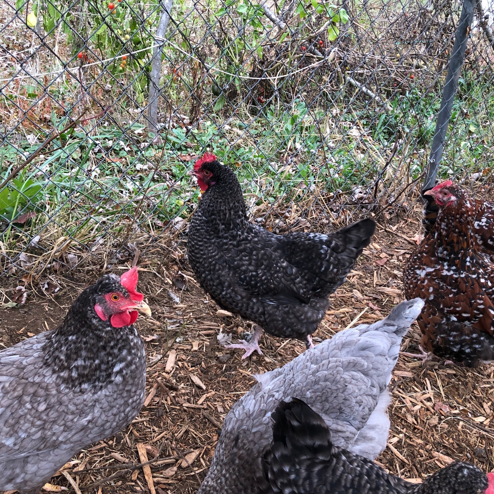 11+ Fertile Chicken Hatching Eggs BarnyardMix/Crested/Easter/Rare Breed Possible