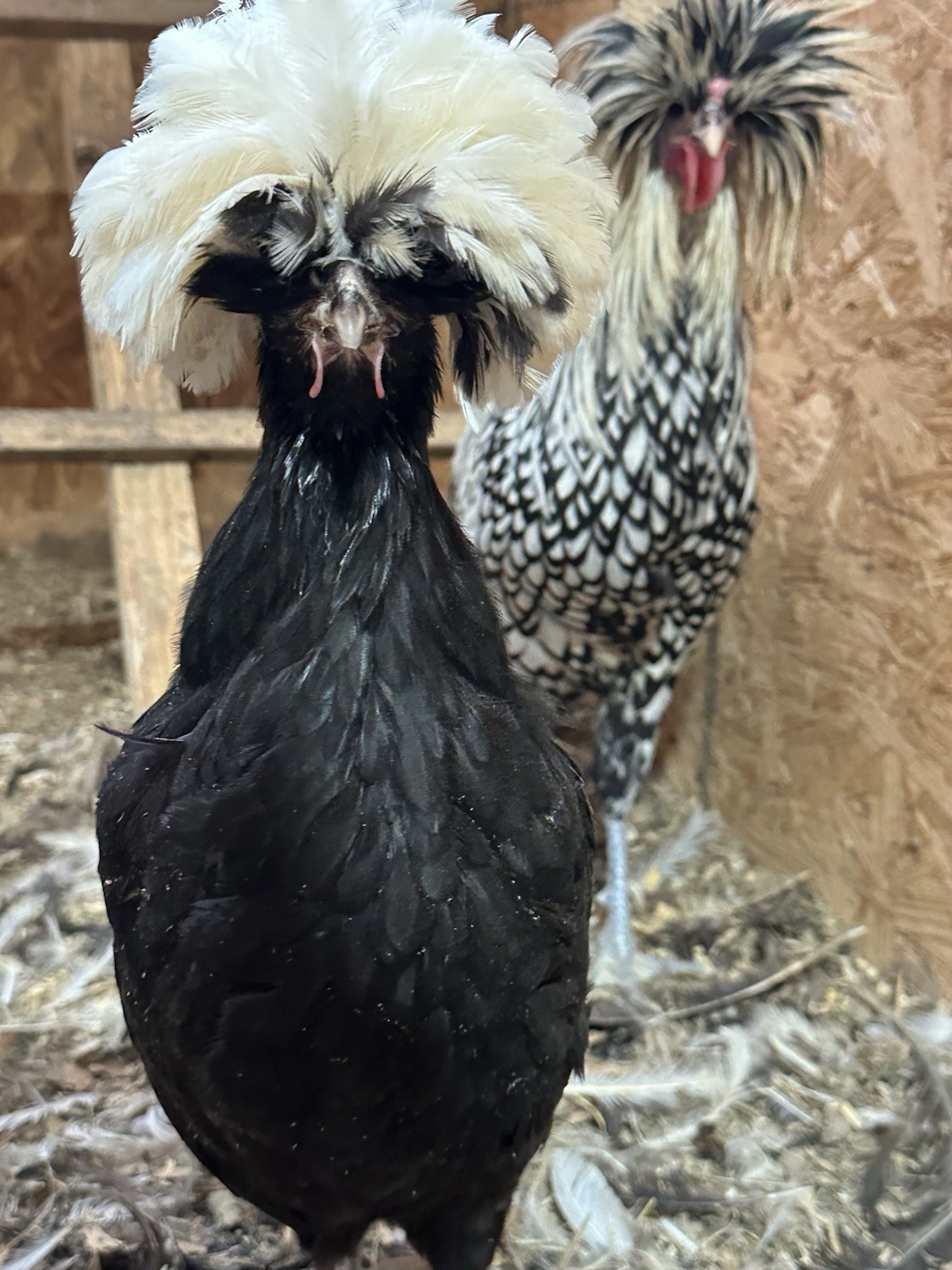 6 Polish Chicken Hatching Eggs (NPIP Certified)