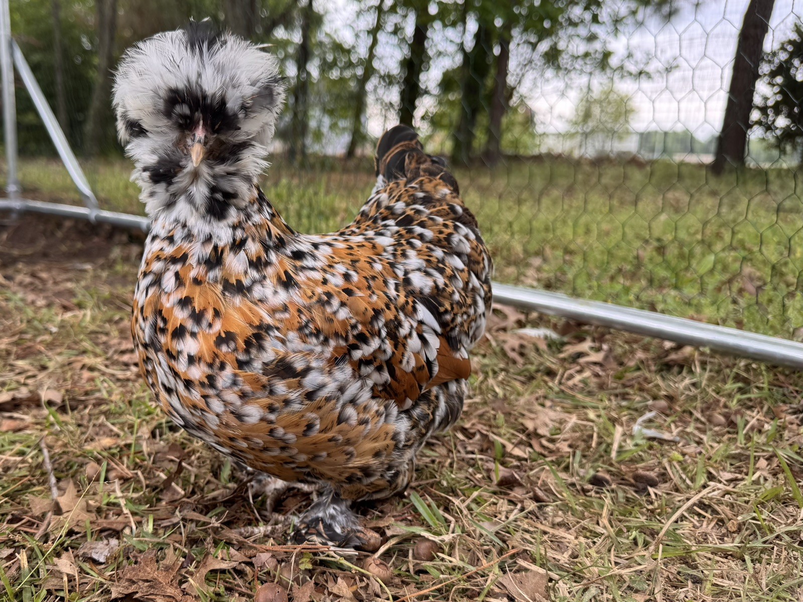 6+ NPIP Certified Silkie Hatching Eggs. Frizzles/Satins/Showgirls Possible