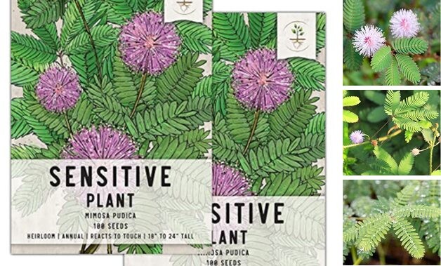 , Sensitive Plant (Mimosa Pudica) Twin Pack of 100 Seeds Each