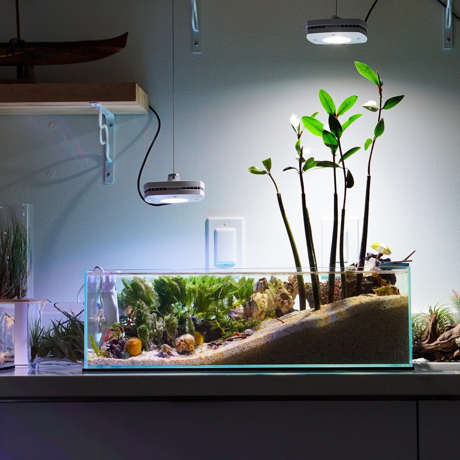 5 Red Mangrove Live Plants WITH ROOTS, 5 Oriental Orange Mangrove Seeds Aquarium