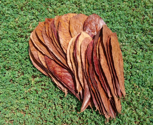 INDIAN ALMOND 30 CATAPPA KETAPANG LEAF LEAVES AQUARIUM BETTA FISH SHRIMP USA