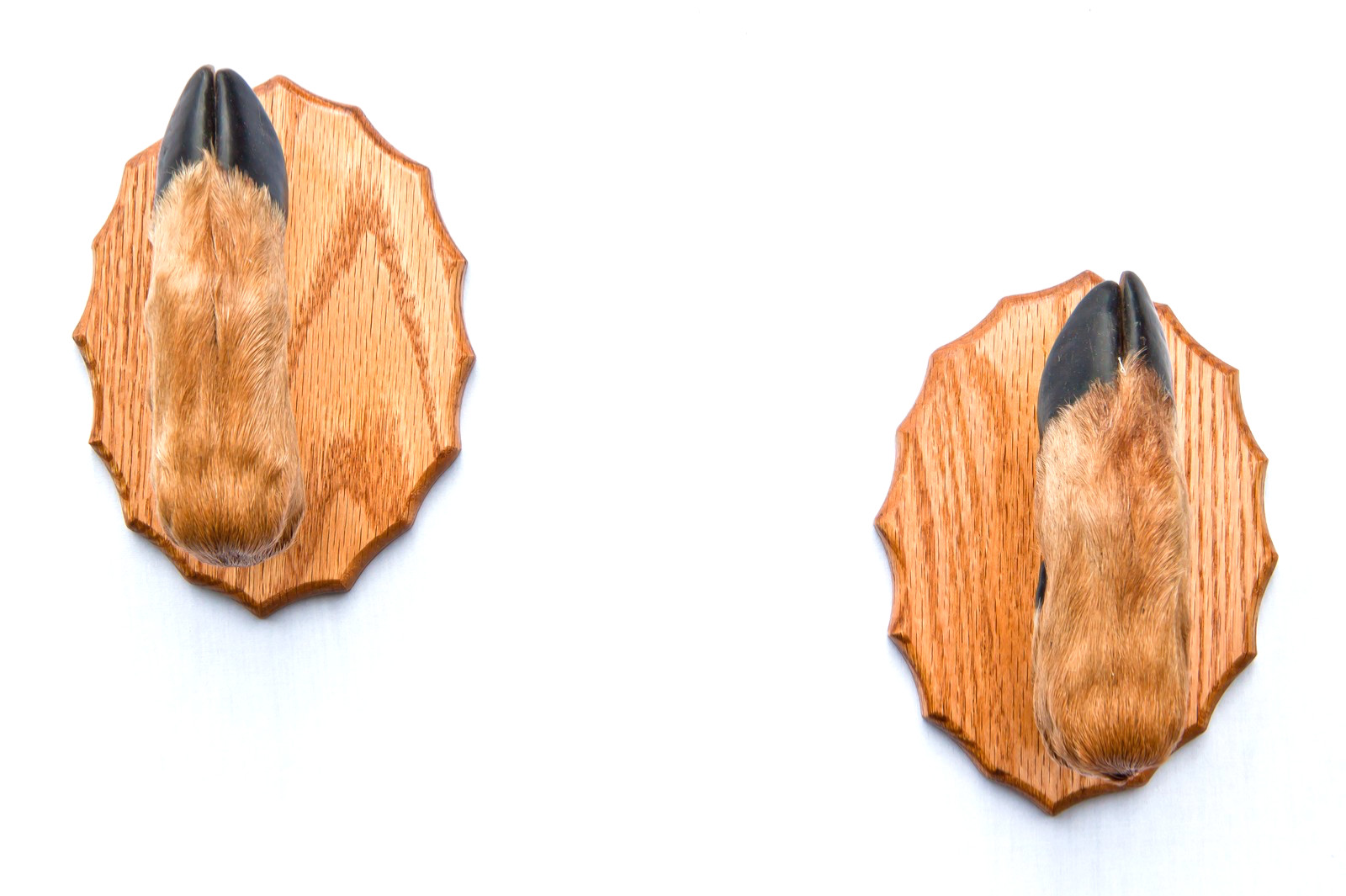 Whitetail Taxidermy Deer Hoof Gun Rack on Oak Plaques Gun-rack. Christmas Gift