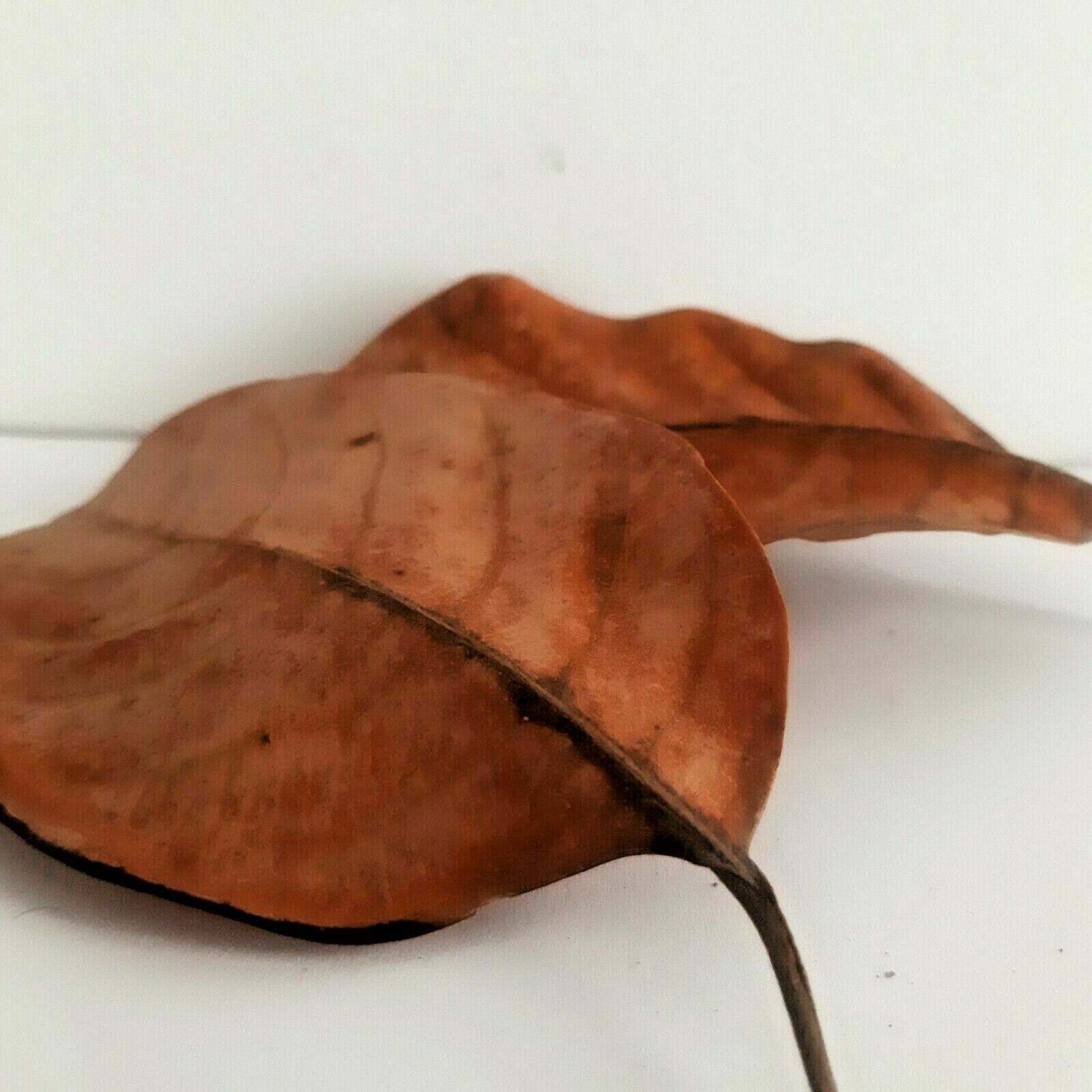 Jack Leaves for pets in Aquariums Tannin appearance- Fast shipping with Tracking