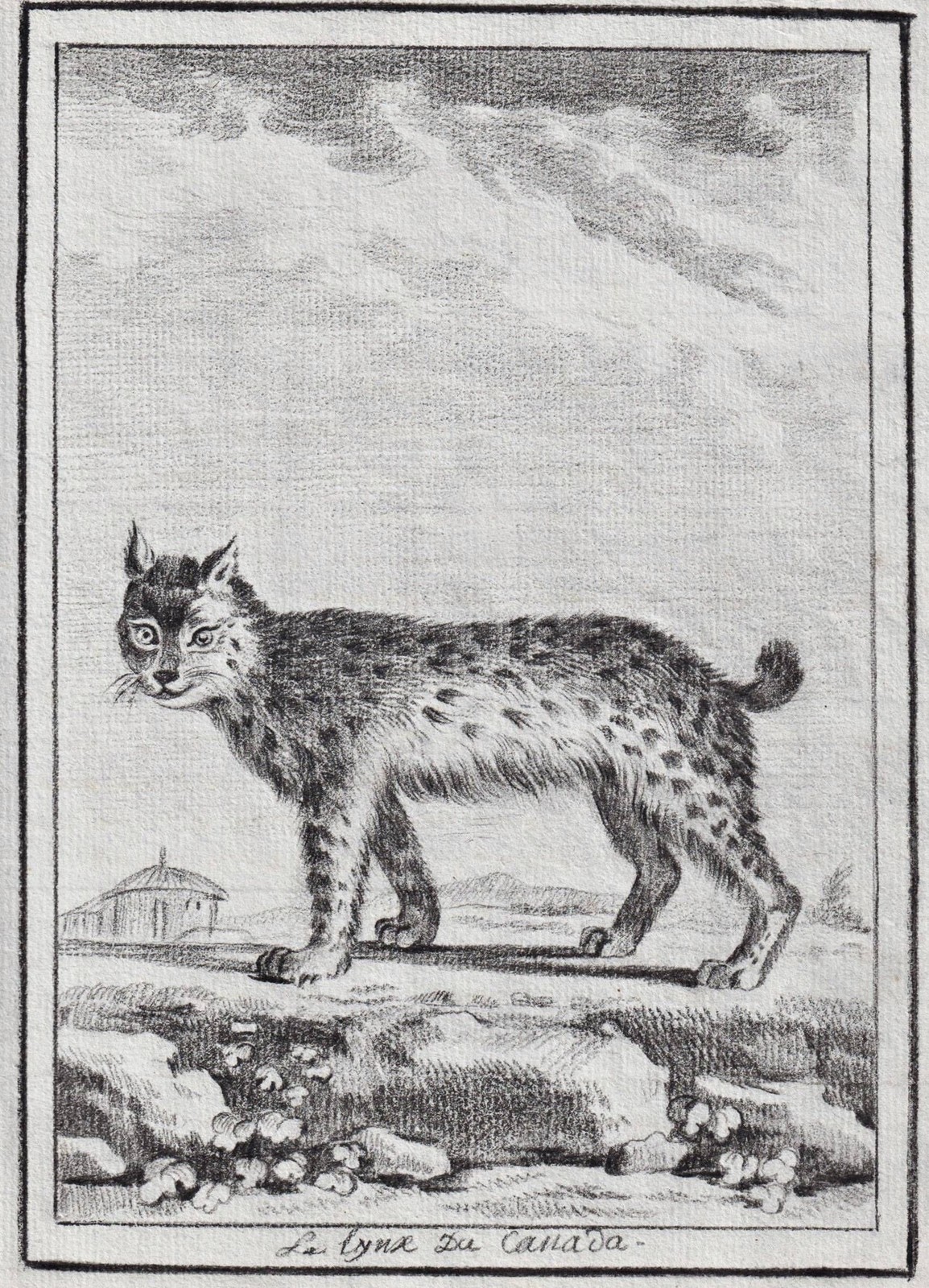 Lynx Canada Predator Drawing 1780