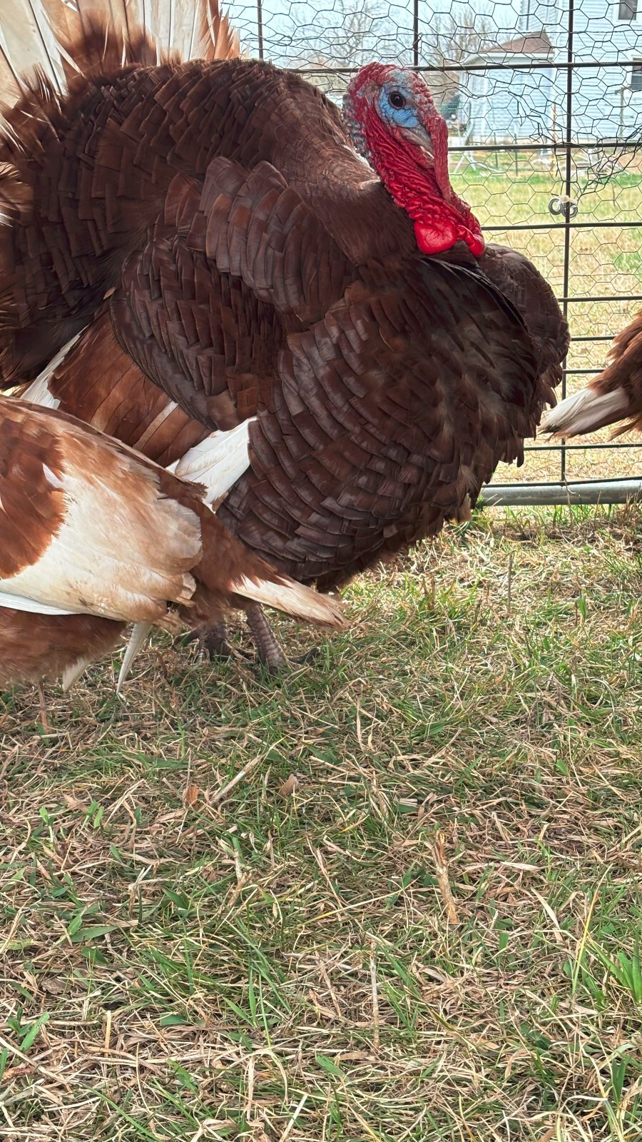 6+ Organically Raised Pure Red Bourbon Turkey Hatching Eggs