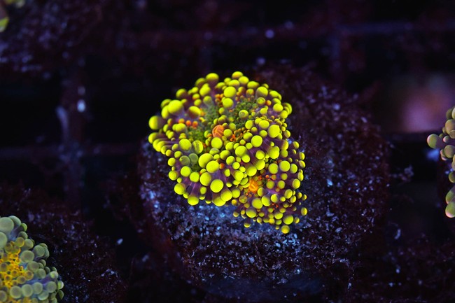 Bounce Yuma Mushroom WYSIWYG - SAQ Coral Farm
