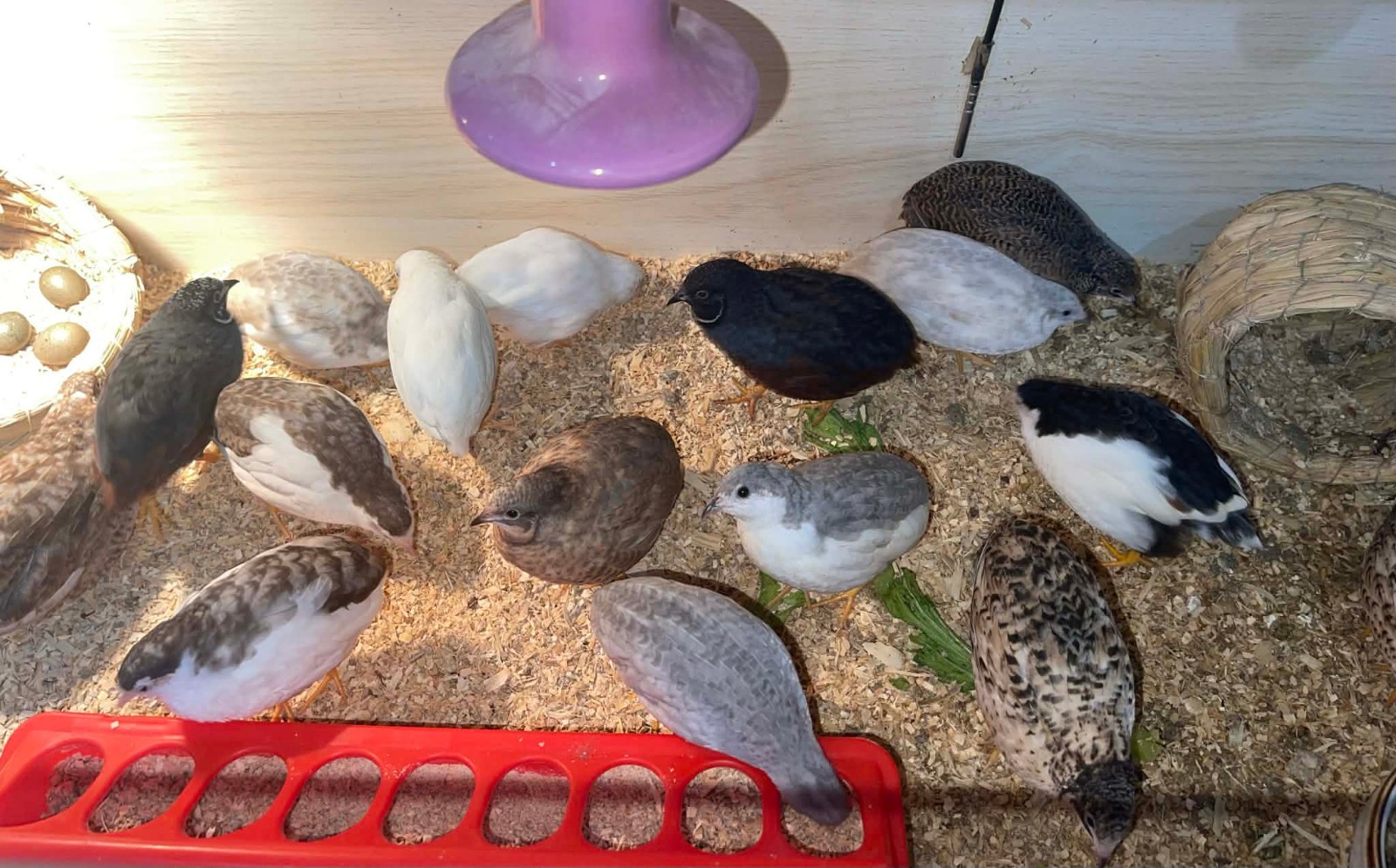20+ Extra Button Chick (Button Quail) Hatching Eggs – Fresh & Multiple Colors
