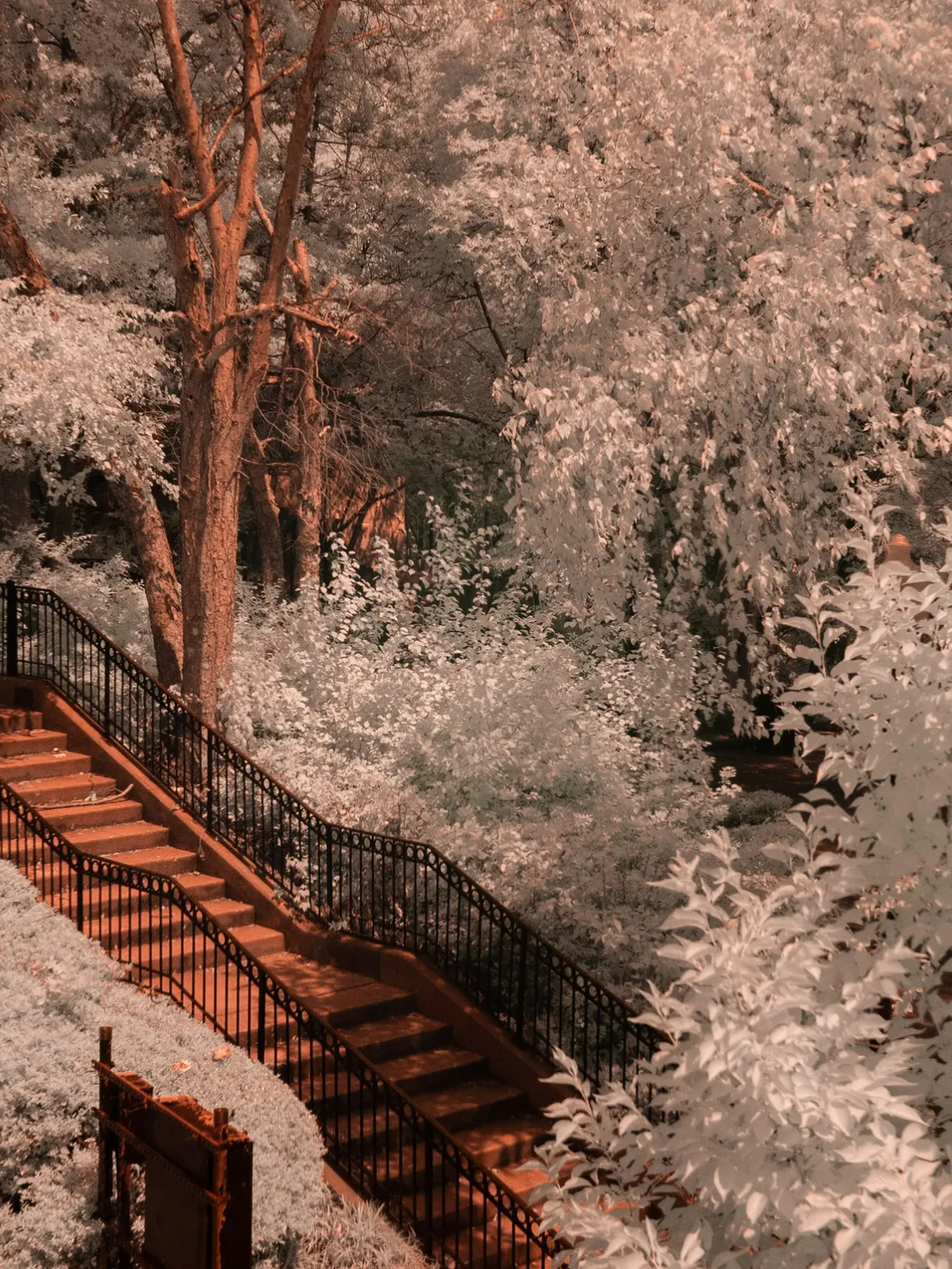 Infrared converted Camera Nikon D70 Full Spectrum