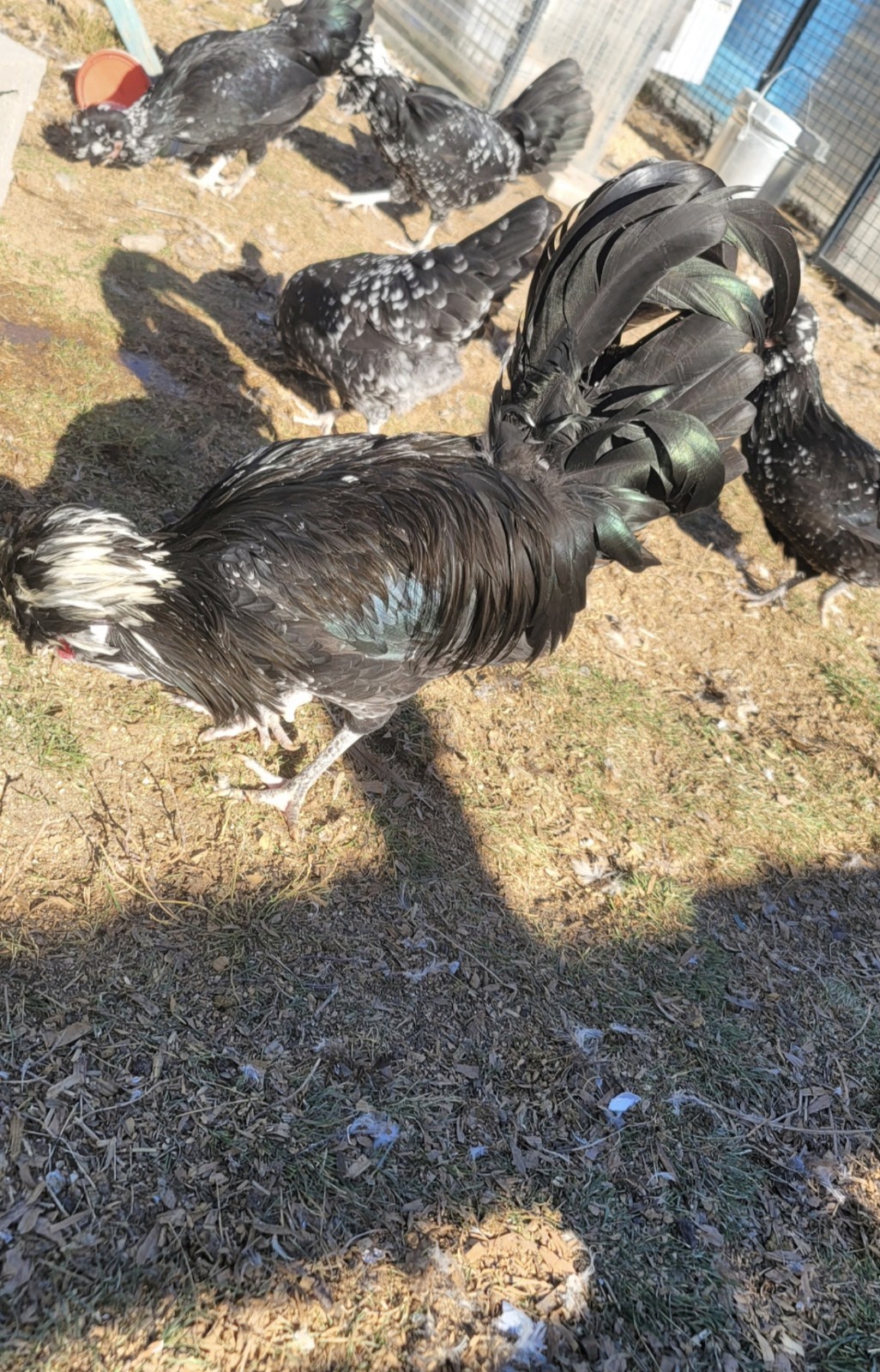 12plus mottled houdan hatching eggs