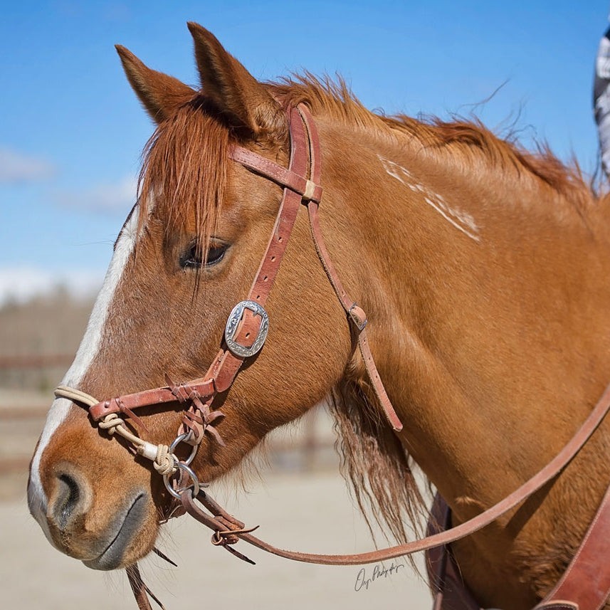 Bitless Bridle Brown Leather
