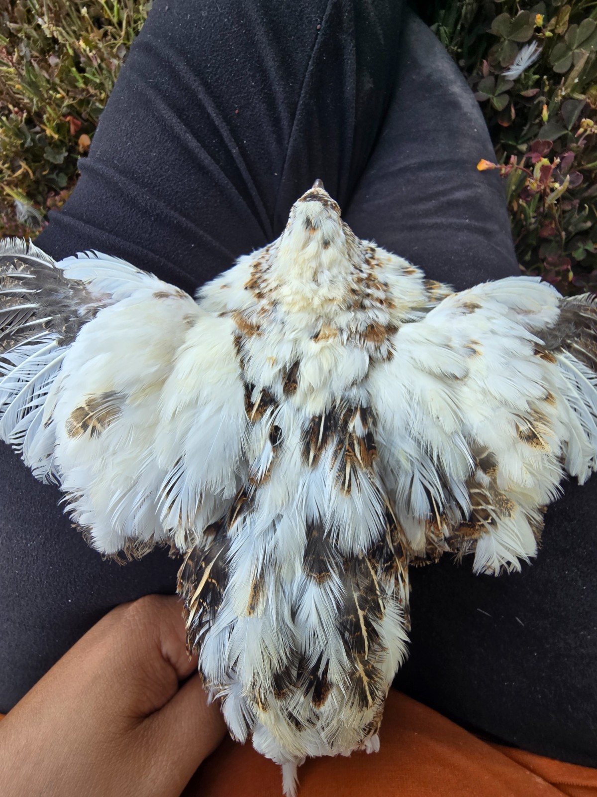 15 Count plus 5 extra, Progressive Pied Coturnix Quail Hatching Eggs