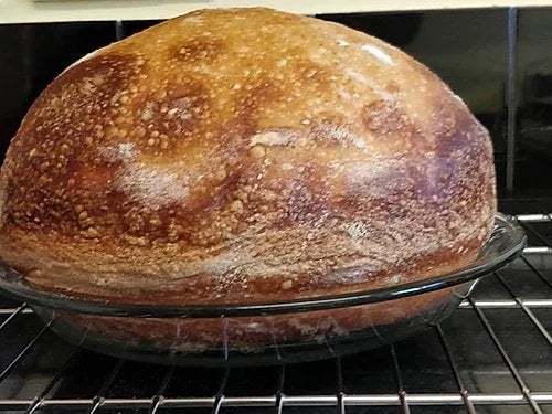 ALASKAN SOURDOUGH STARTER bread yeast very strong, alaska extremely DEEP SOUR