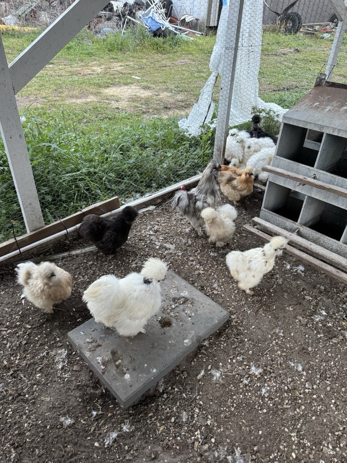 12+2 NPIP Silky Chicken Assorted Colors Hatching Eggs Fertile NPIP