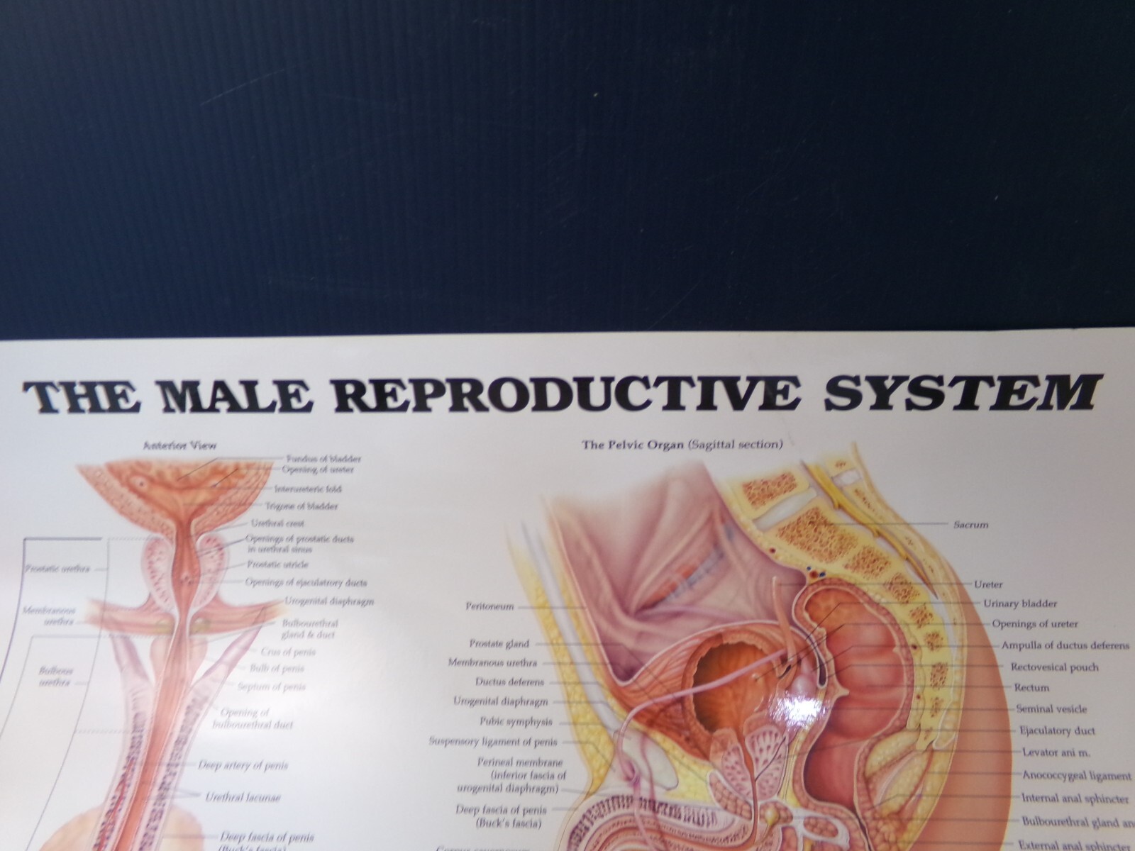 THE MALE REPRODUCTIVE SYSTEM MEDICAL CHART, 26X20 LAMINATED, by ANATOMICAL CHART