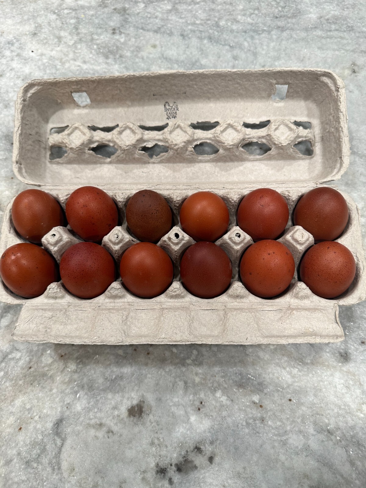 ☆French Black Copper Maran Fertile Hatching Eggs RARE Unique Beautiful Dark☆