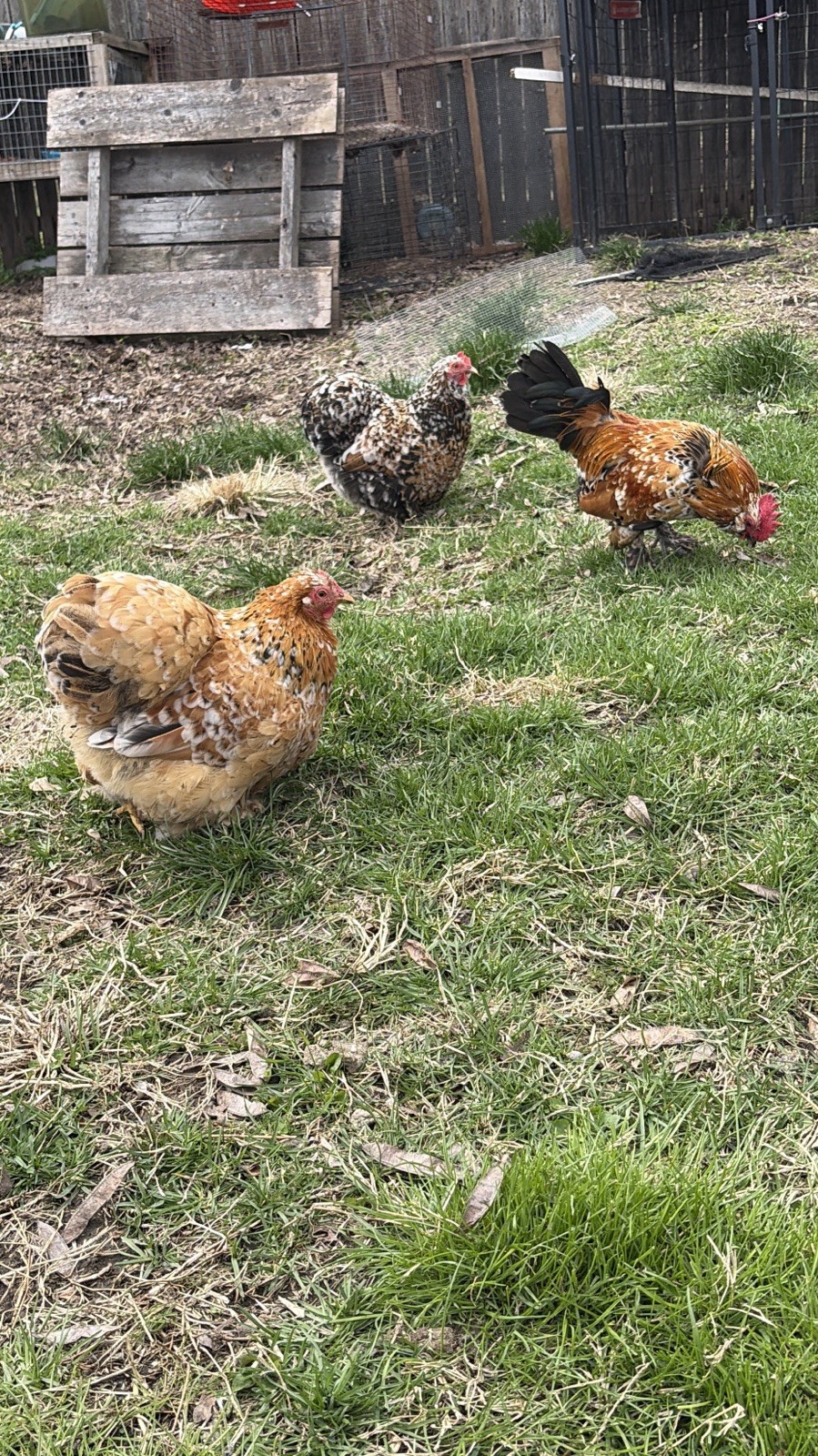 Mille Fleur Calico Bantam Hatching Eggs