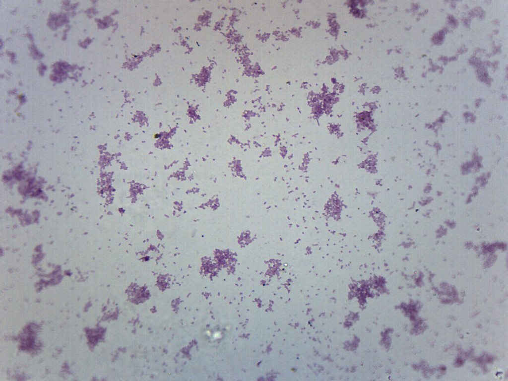 Proteus Vulgaris Smear  - Prepared Slide - 75x25mm - Eisco Labs