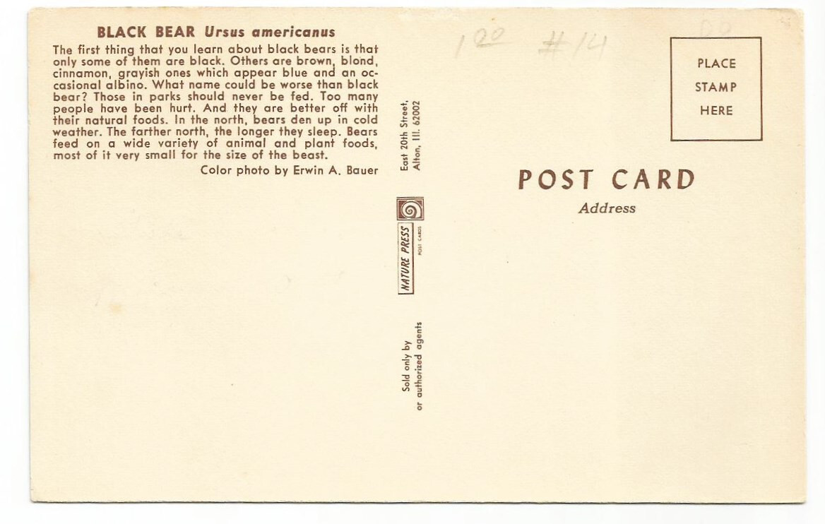 Black Bear Postcards Bears Wildlife