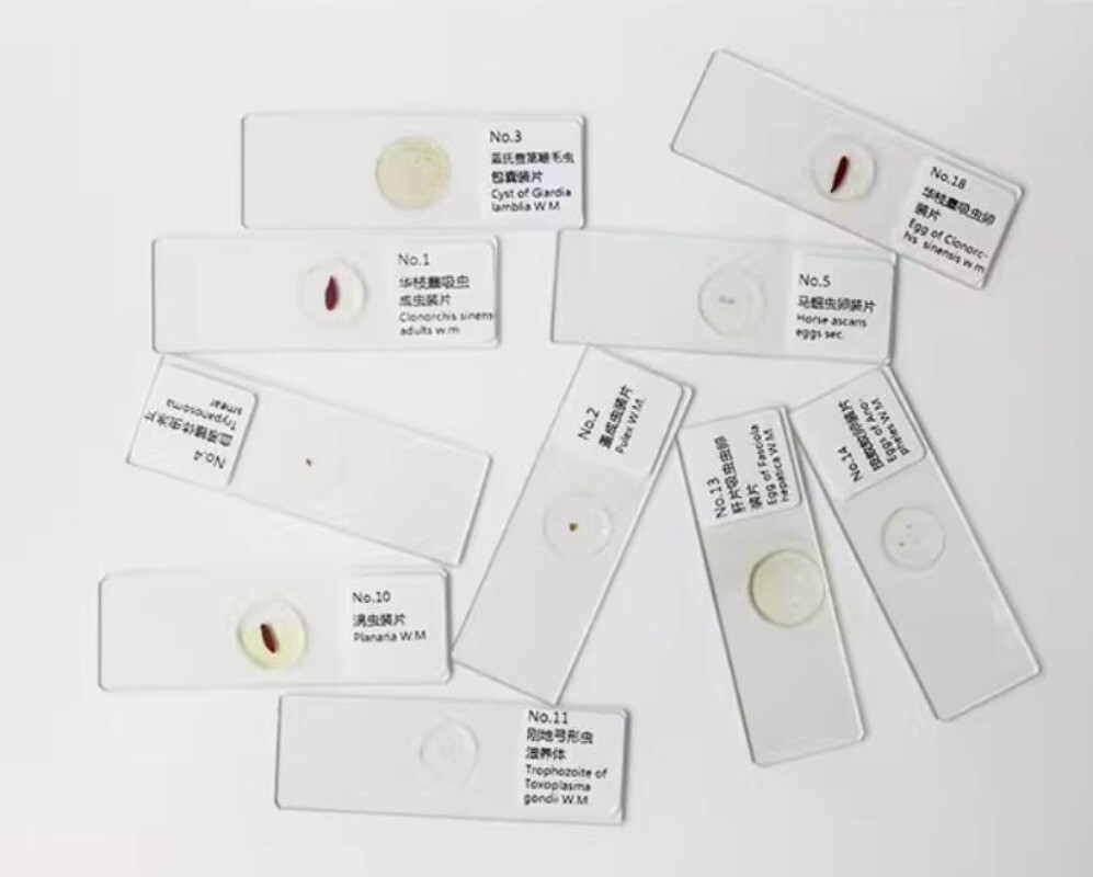 25pcs Parasites Microscope Specimen Slides for Parasitology Teaching Research