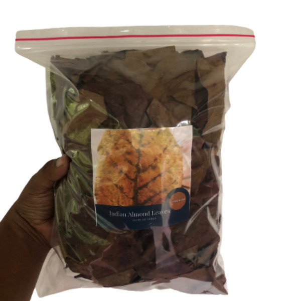 100g Indian Almond Leaves A+ Catappa Ketapang Leaf Shrimp Betta Fish Aquarium Ca
