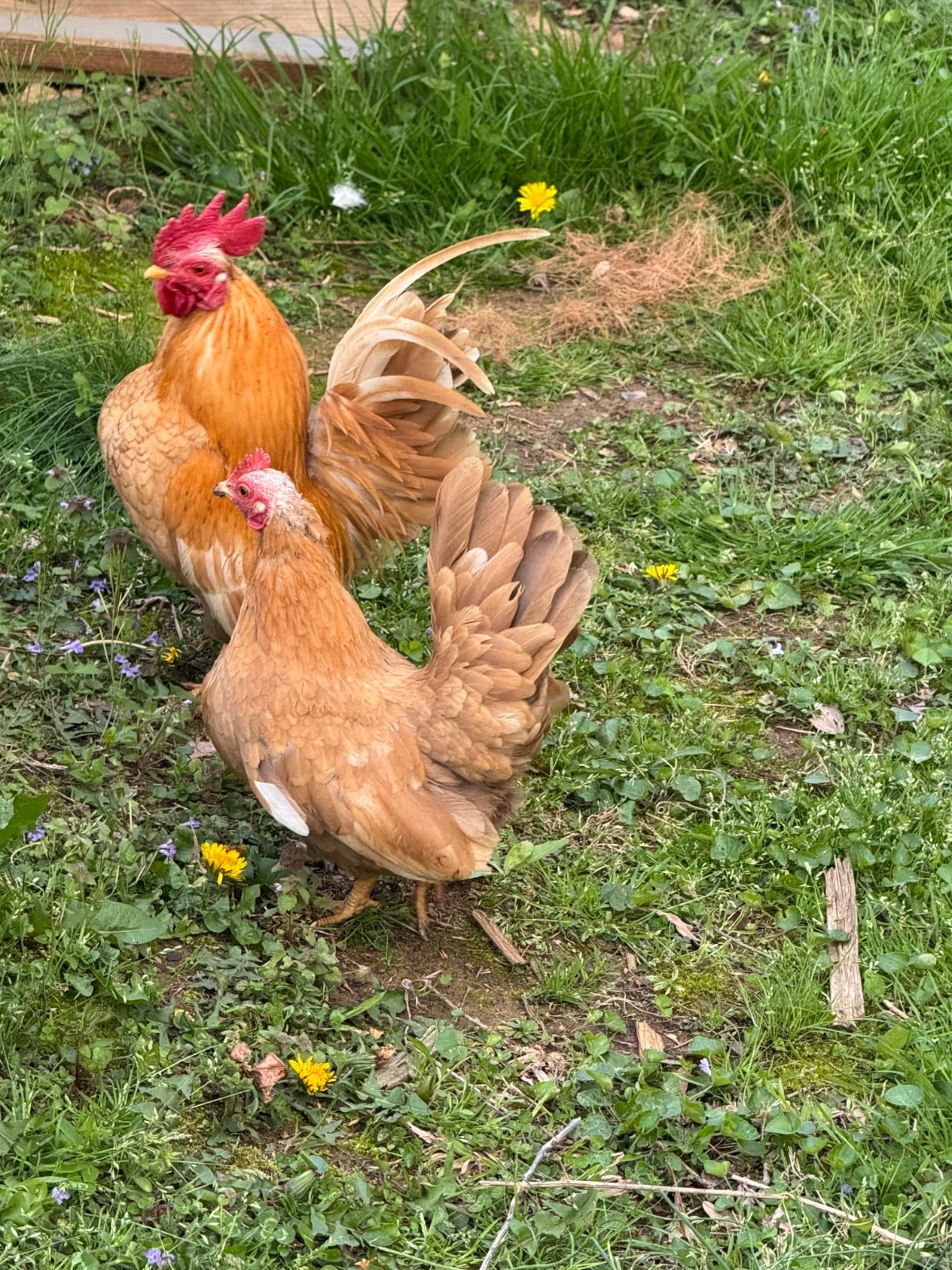 10 + small Serama Chicken Hatching Eggs
